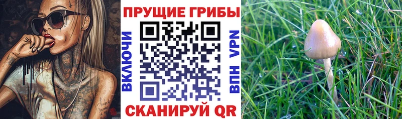 Псилоцибиновые грибы Cubensis  кракен зеркало  Верхоянск 